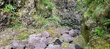 Plants: image 30 Of 208 Thumb